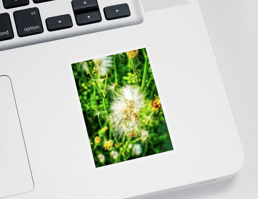 Dandelions Sticker featuring the photograph Loving dandelions by Tatiana Travelways