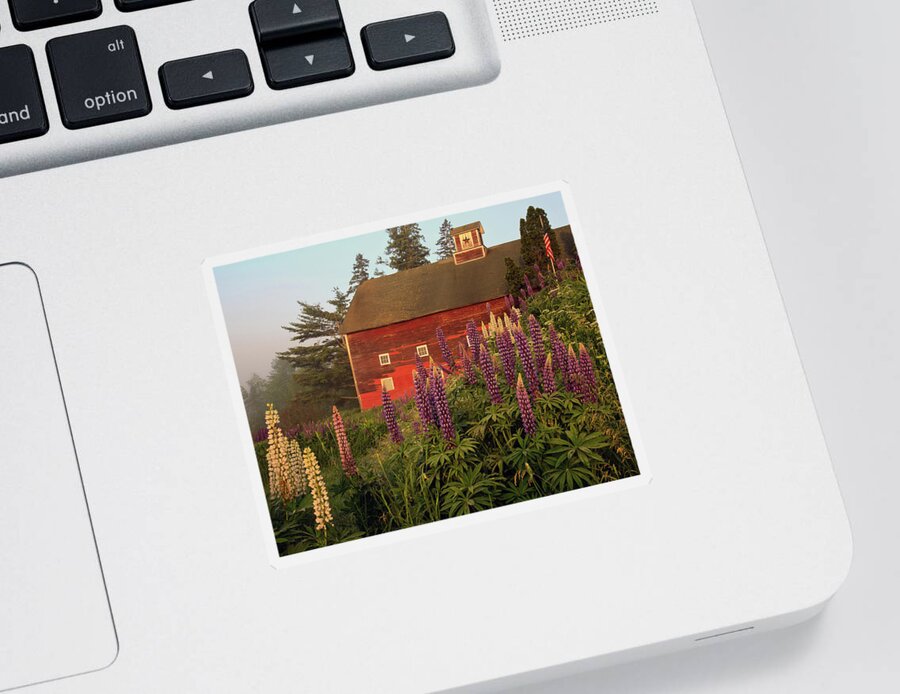 Lupine Festivle Sticker featuring the photograph Lupine Barn in Sugar Hill, NH by John Rowe