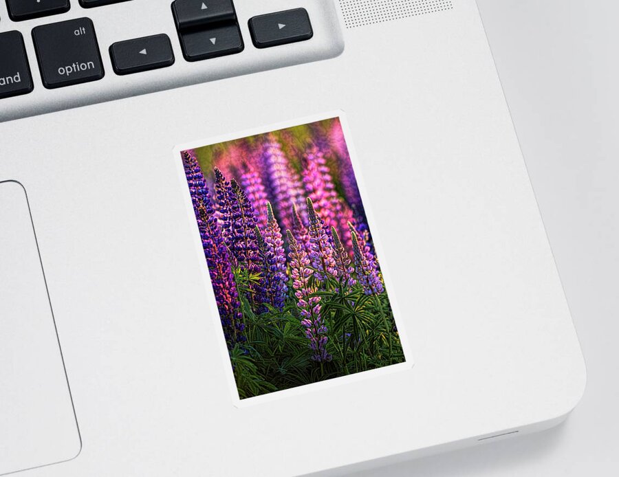 Lupines Sticker featuring the photograph Lupines Sidelit By First Sunlight by Marty Saccone