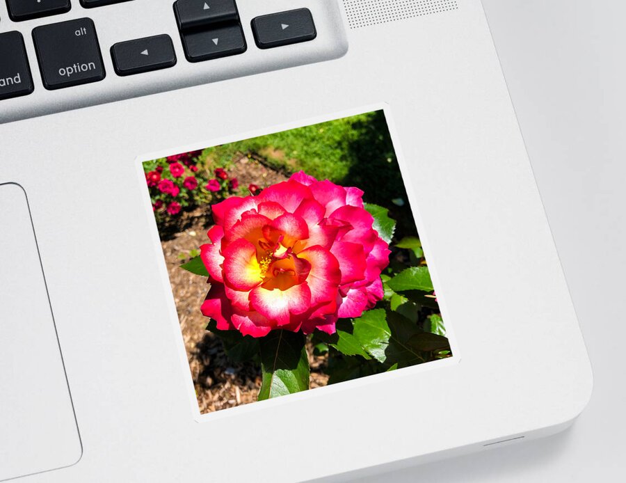Flower Sticker featuring the photograph Lyndhurst Rose 2022 by Russel Considine
