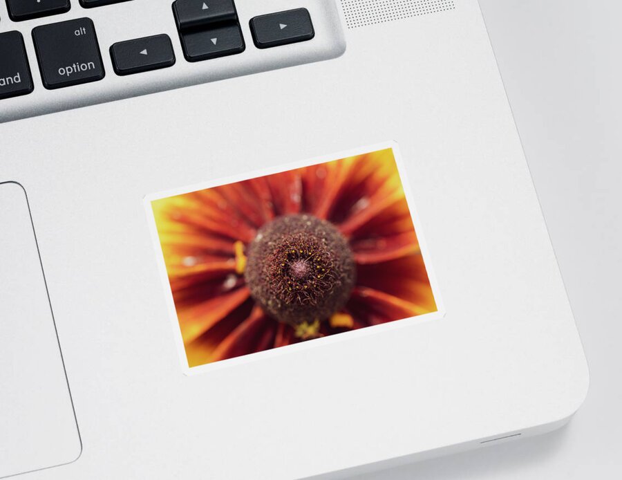 Arboretum Sticker featuring the photograph Macro Photography - Black-Eyed Susan by Amelia Pearn