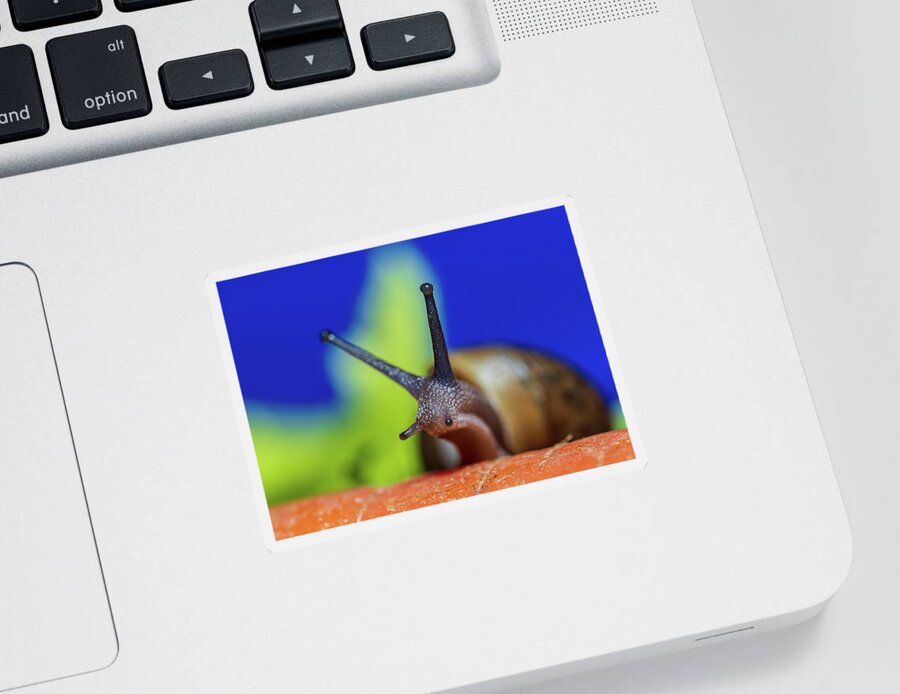 Animals Sticker featuring the photograph Macro Photography - Snail by Amelia Pearn