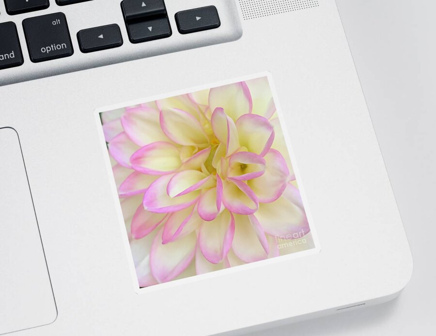 Floral Sticker featuring the digital art Macro Soft Pink, Yellow And White Dahlia Bloom by Kirt Tisdale