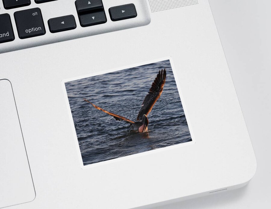 Pelicans Sticker featuring the photograph Magnificent Throat Pouch 2 by Mingming Jiang