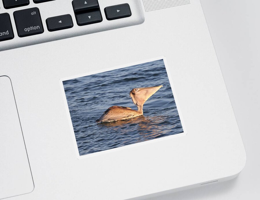 Pelicans Sticker featuring the photograph Magnificent Throat Pouch 3 by Mingming Jiang
