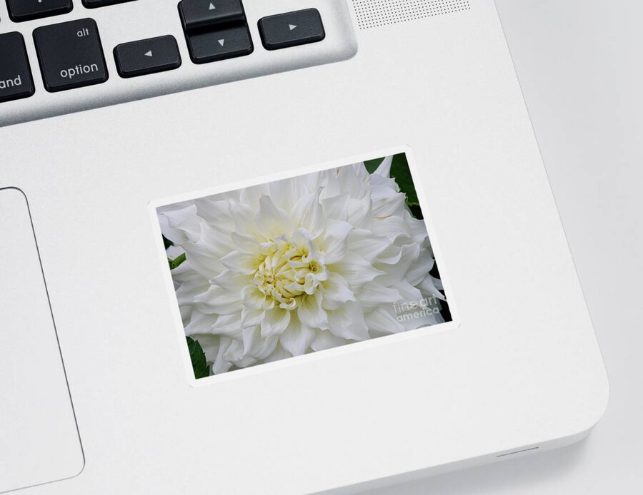 British Columbia Sticker featuring the photograph Magnificent White Dahlia by Nancy Gleason