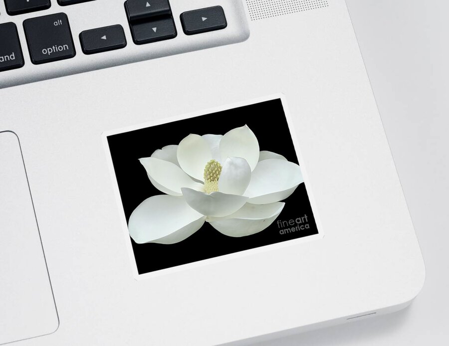 Magnolia Sticker featuring the photograph Magnolia Flower on Black by Catherine Wilson