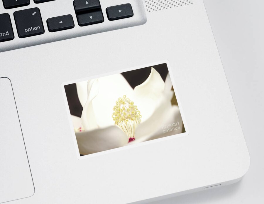 Magnolia Sticker featuring the photograph Magnolia Grand by Kimberly Chason