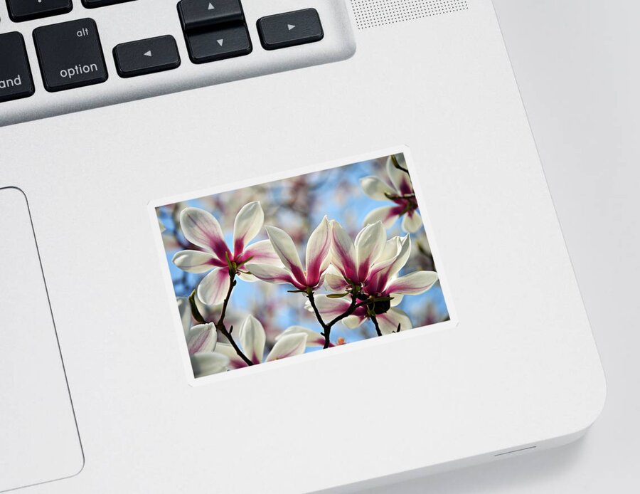  Sticker featuring the photograph Magnolia by Thomas Schroeder