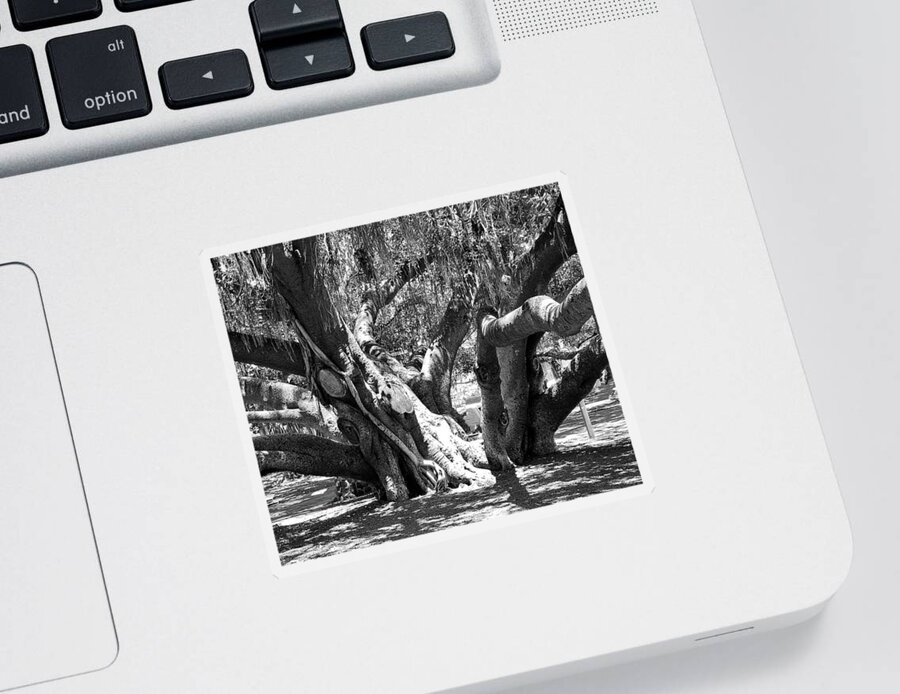 Photograph B&w Tree Banyan Sticker featuring the photograph Main Trunk Banyan Tree by Beverly Read