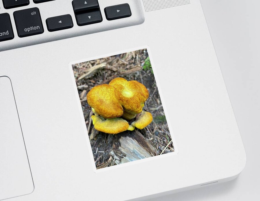 Mushroom Sticker featuring the photograph Majestic Mushrooms #13 by Anjel B Hartwell