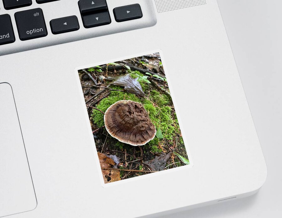 Mushroom Sticker featuring the photograph Majestic Mushrooms #5 by Anjel B Hartwell