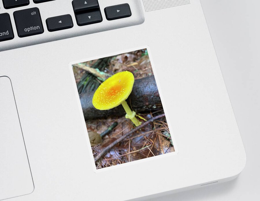Mushroom Sticker featuring the photograph Majestic Mushrooms #7 by Anjel B Hartwell