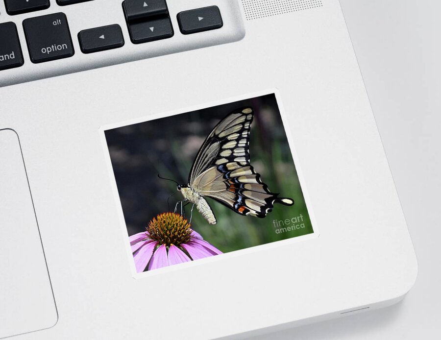 Giant Swallowtail Butterfly Sticker featuring the photograph Making The Rounds by Ron Long