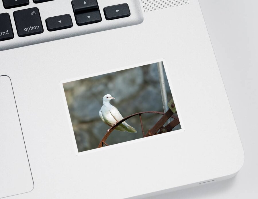 Doves Sticker featuring the photograph Malachi_9780 by Rocco Leone