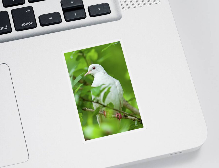 Dove Sticker featuring the photograph Malachi_9828 by Rocco Leone