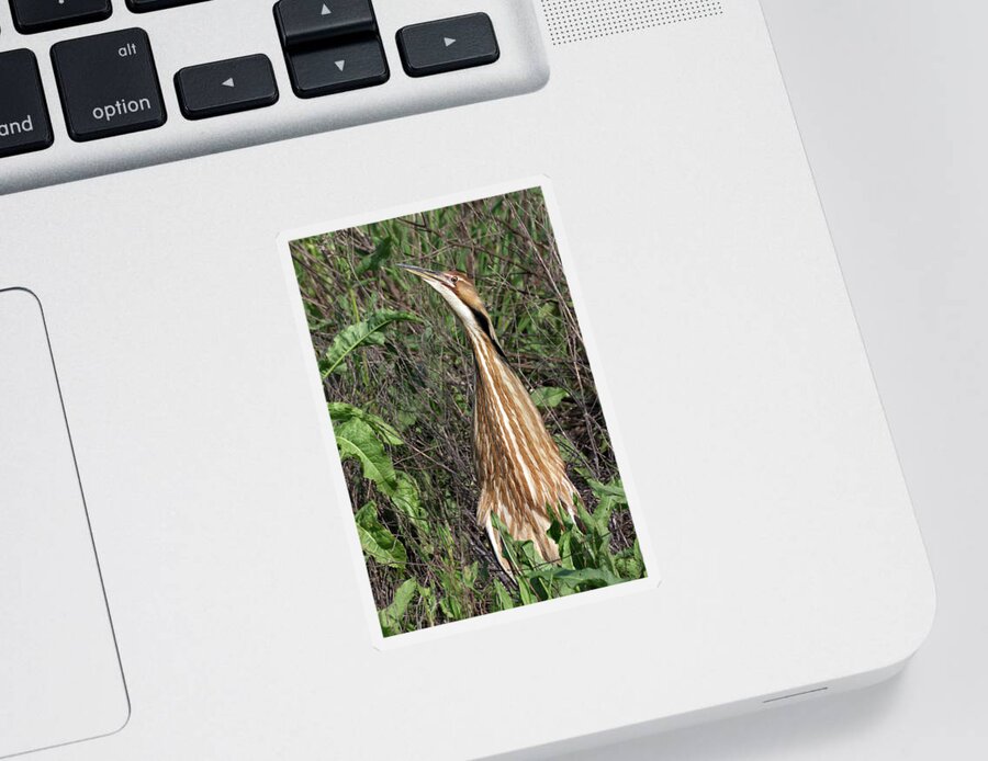 American Bittern Sticker featuring the photograph Male American Bittern in Breeding Plumage by Kathleen Bishop