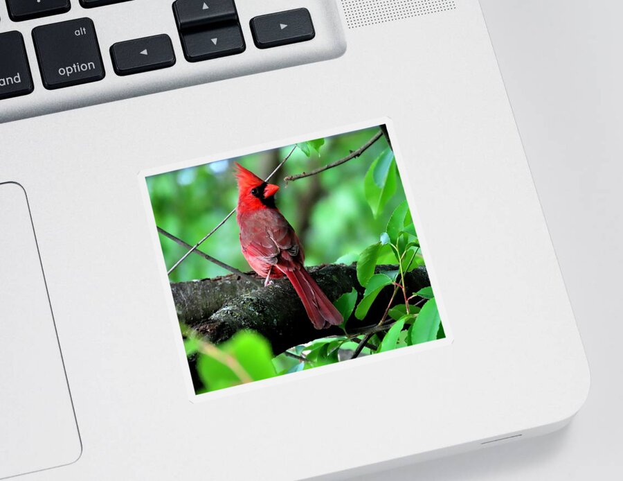 Birds Sticker featuring the photograph Male Cardinal Glancing Over His Shoulder by Linda Stern