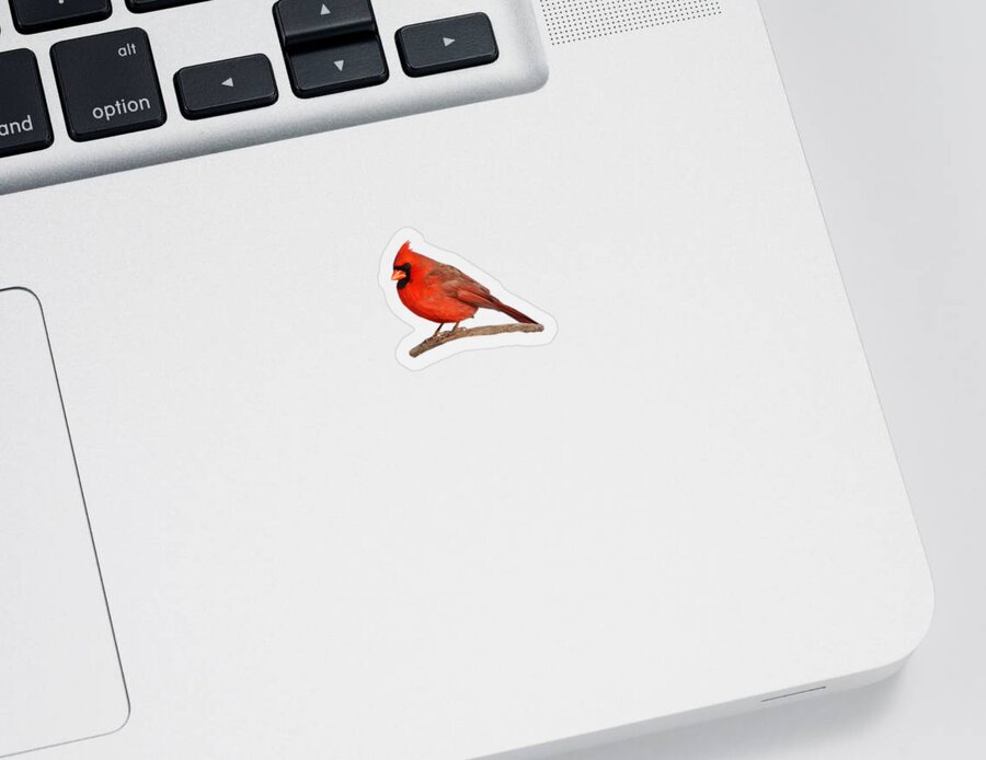 Red Sticker featuring the photograph Male Red Northern Cardinal Winter by Marlin and Laura Hum
