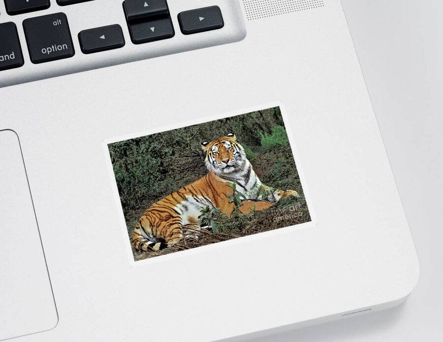 Dave Welling Sticker featuring the photograph Male Siberian Tiger Panthera Tigris Altaicia Wildlife Rescue by Dave Welling