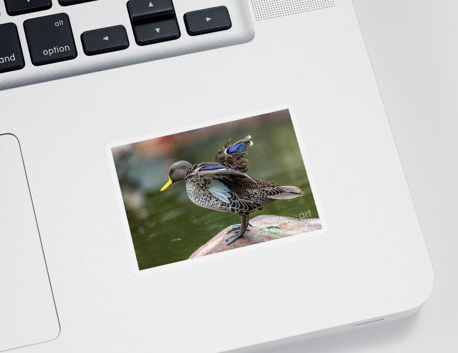 Ducks Sticker featuring the photograph Mallard by DB Hayes