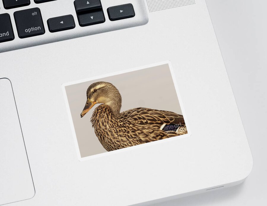 Anas Platyrhynchos Sticker featuring the photograph Mallard Duck Female out of a Pond by Nancy Gleason