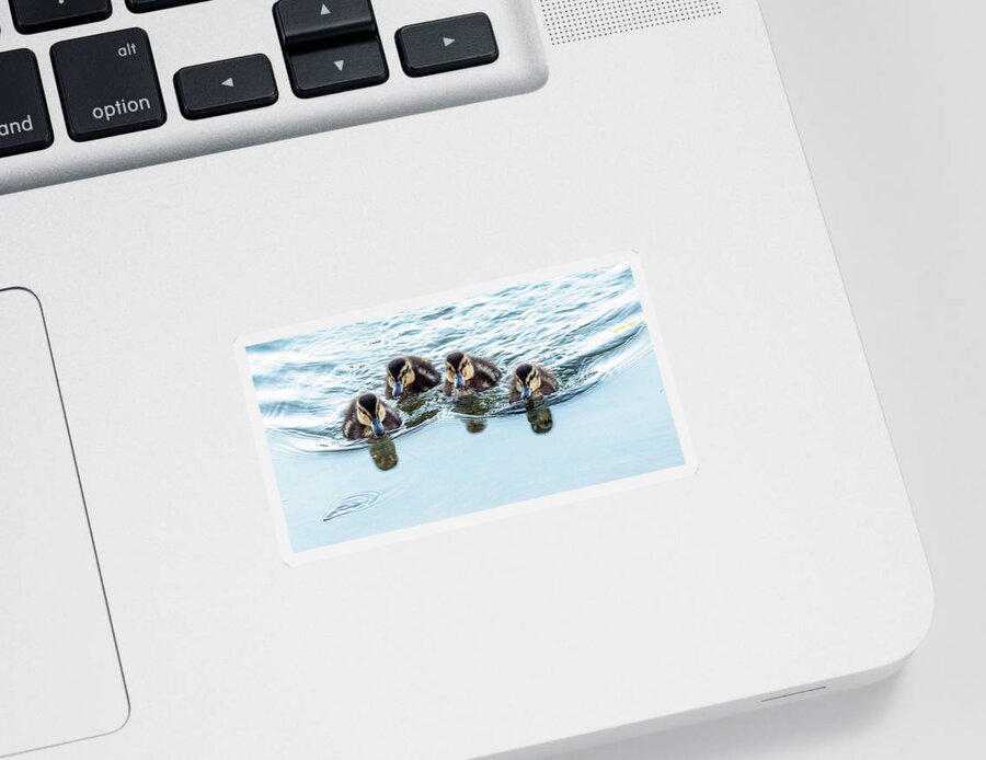Mallard Ducklings Sticker featuring the photograph Mallard Ducklings 6431-042921-2 by Tam Ryan