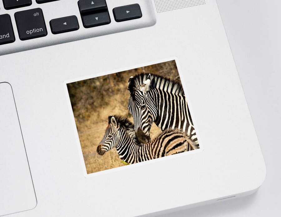 Zebra Sticker featuring the photograph Mama And Her Baby by Elvira Peretsman
