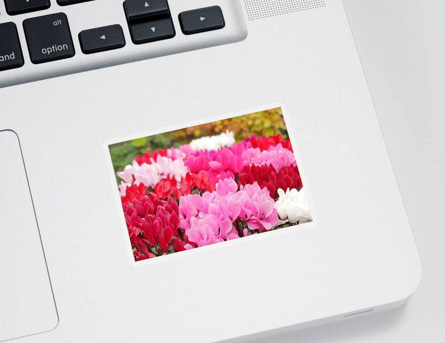 Cyclamen Sticker featuring the photograph Many Cyclamen by Maria Meester