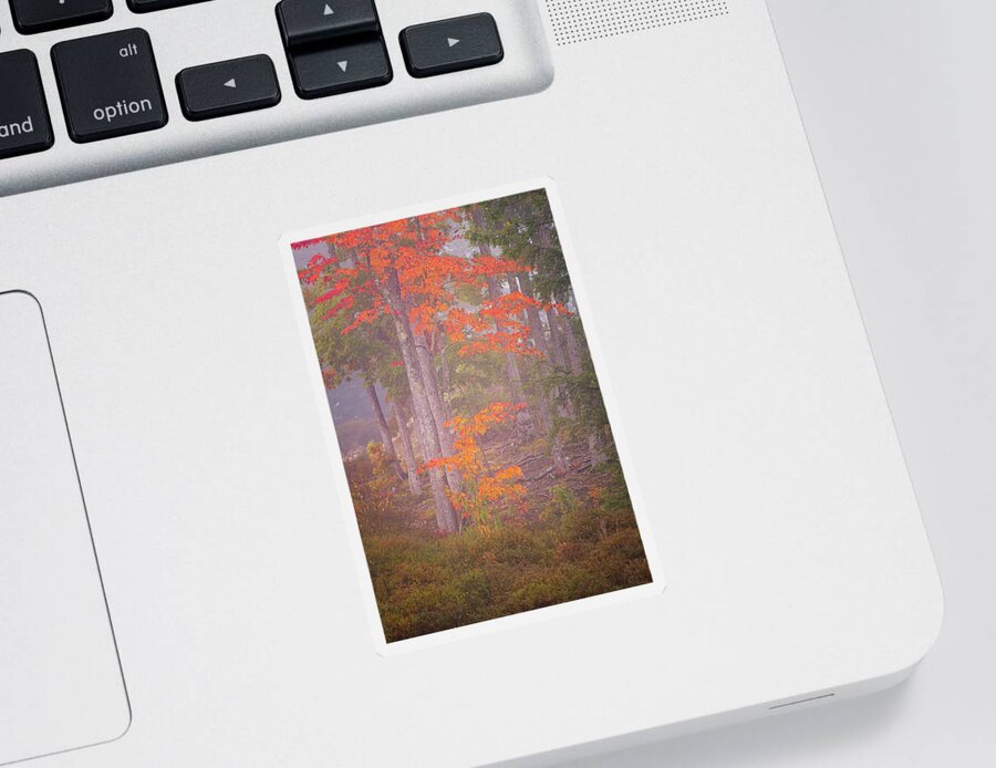 New Hampshire Sticker featuring the photograph Maple Gold by Jeff Sinon