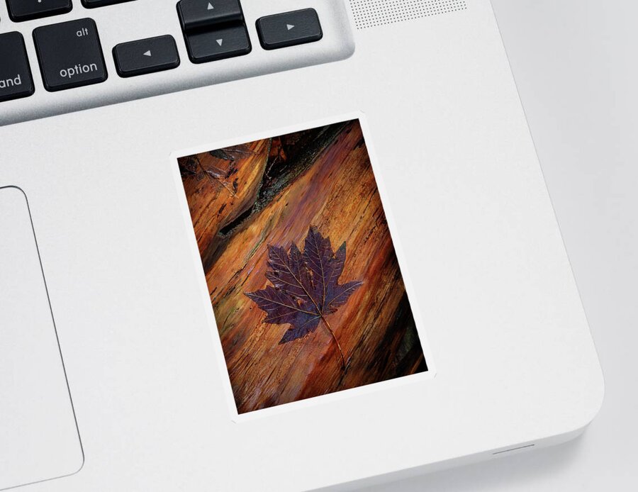 B.c. Sticker featuring the photograph Maple Leaf by Carmen Kern