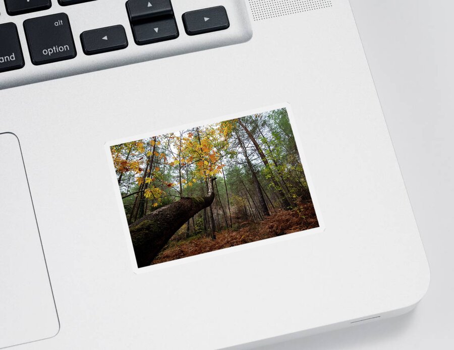 Autumn Sticker featuring the photograph Maple tree with yellow leaves in autumn in a forest . Troodos Cyprus by Michalakis Ppalis