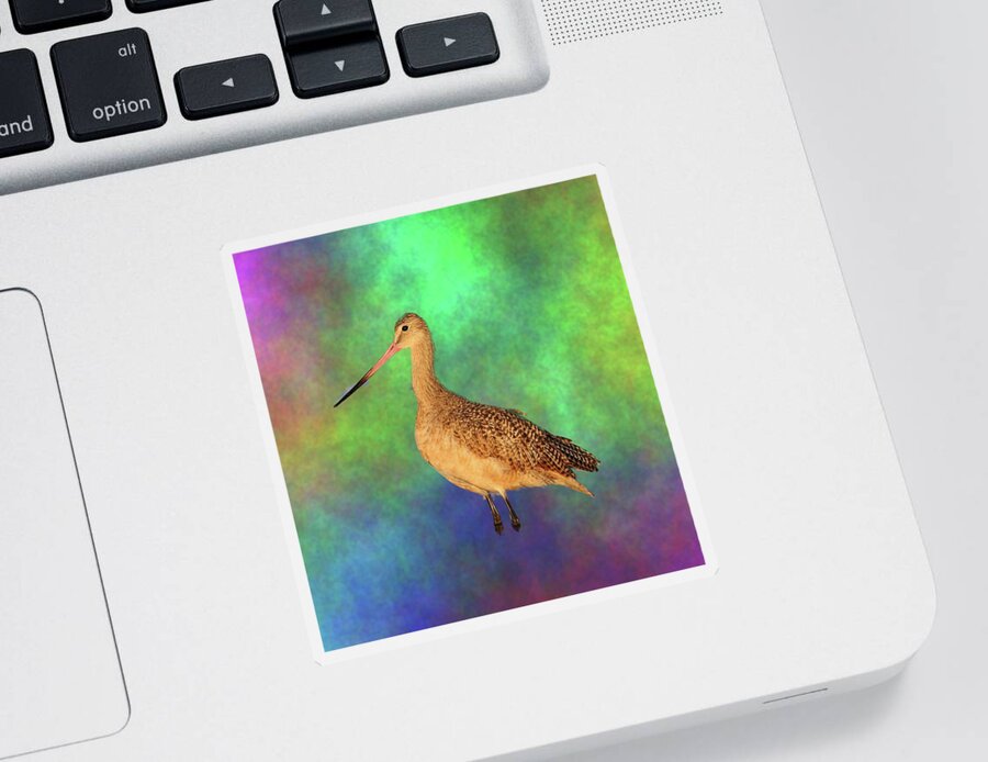 Marbled Godwit Sticker featuring the photograph Marbled Godwit by Mingming Jiang
