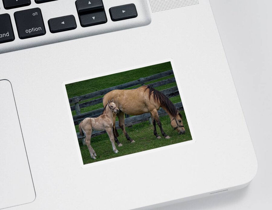 Animal Sticker featuring the photograph Mare and foal by Brian Shoemaker