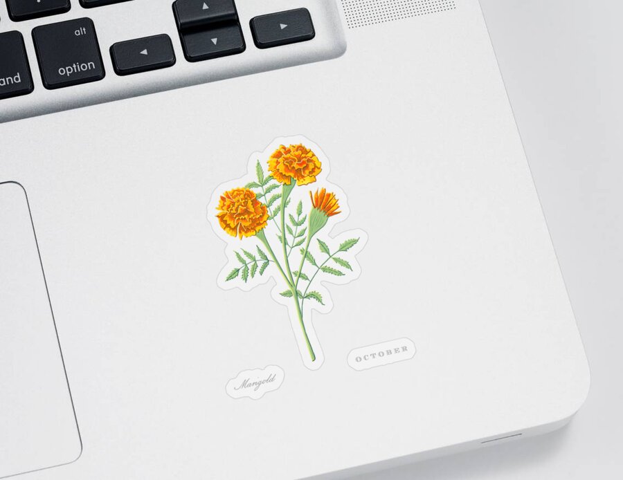 Marigold Sticker featuring the painting Marigold October Birth Month Flower Botanical Print on White - Art by Jen Montgomery by Jen Montgomery