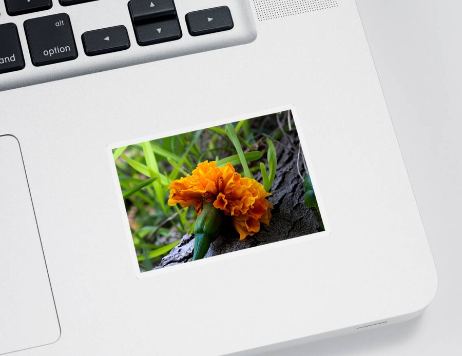 Marigold Sticker featuring the photograph Marigold on a Tree Root by W Craig Photography
