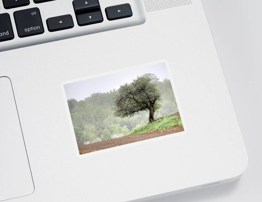 Trees Sticker featuring the photograph Marilla Tree by Don Nieman