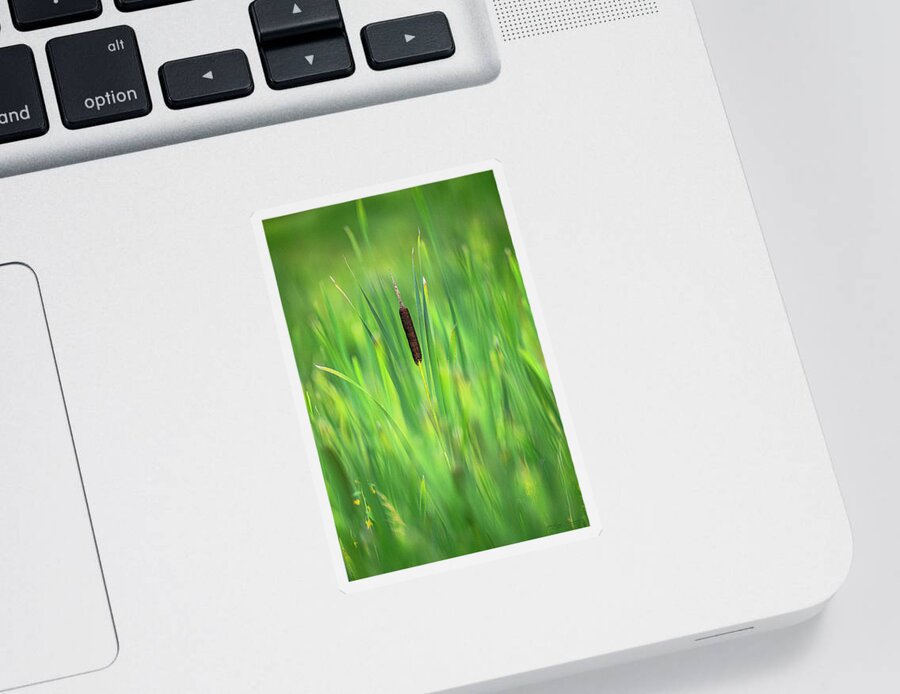 Marsh Sticker featuring the photograph Marsh Cattail by Marty Saccone