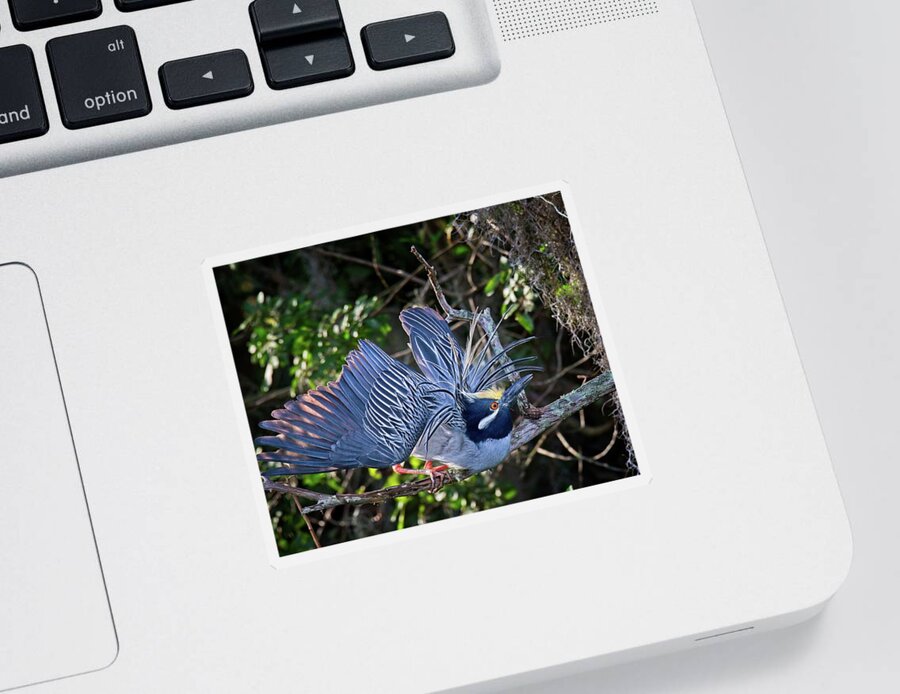 Avian Sticker featuring the photograph Mating Yellow Crowned Night Heron by Ronald Lutz