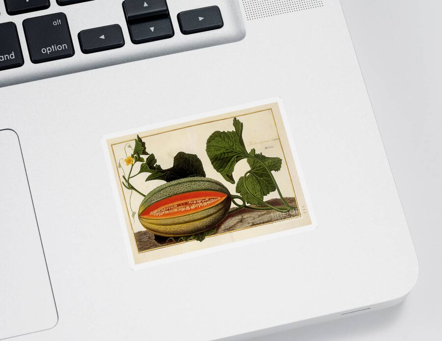 Melon Sticker featuring the photograph Melon vine and fruit o2 by Botany