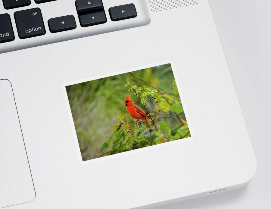 Northern Cardinal Sticker featuring the photograph Messenger of Love by Laura Putman