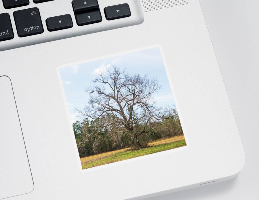 Oak Tree Sticker featuring the photograph Mighty Oak Tree in the Winter - Pamlico County North Carolina by Bob Decker