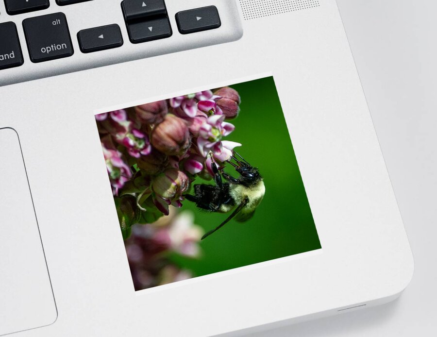 Milkweed Sticker featuring the photograph Milkweed and Bumble Bee by Linda Bonaccorsi
