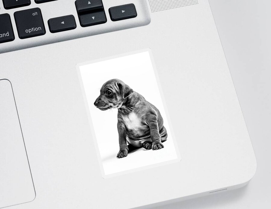 White Ground Sticker featuring the photograph Miniatur Pinscher Puppy by Gunnar Orn Arnason