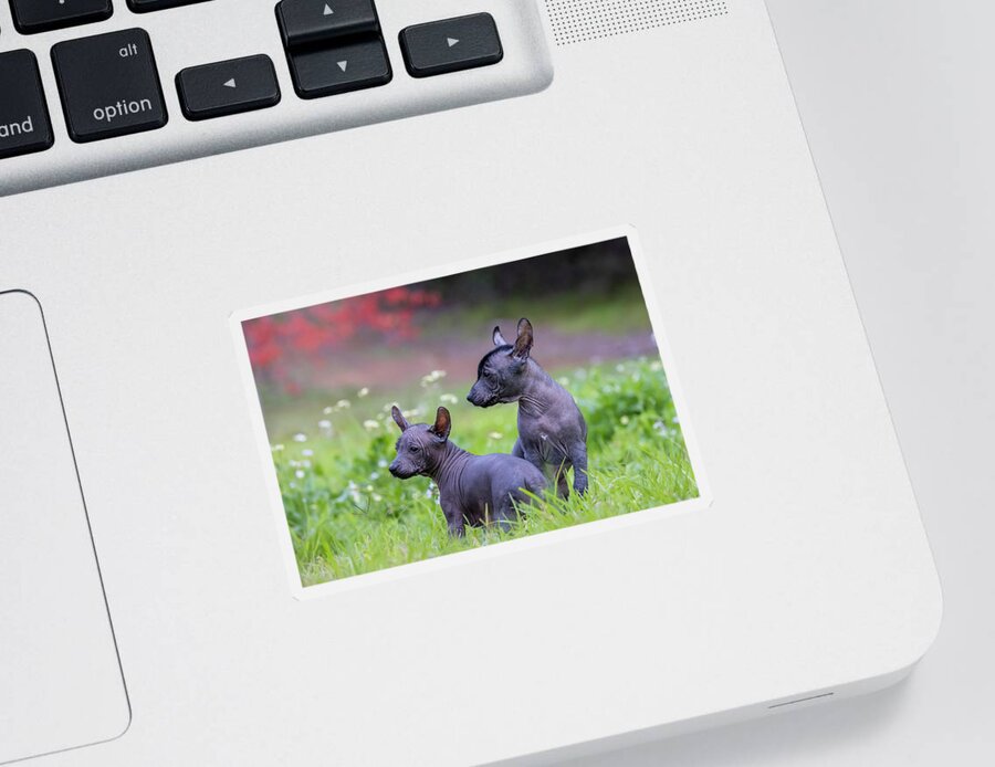 Xoloitzcuintli Sticker featuring the photograph Miniature Xoloitzcuintli Puppies by Diana Andersen