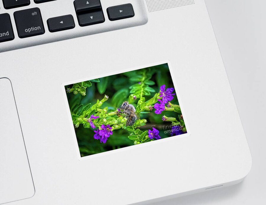 Bees Sticker featuring the photograph Mining Bee In Mexican Heather by DB Hayes