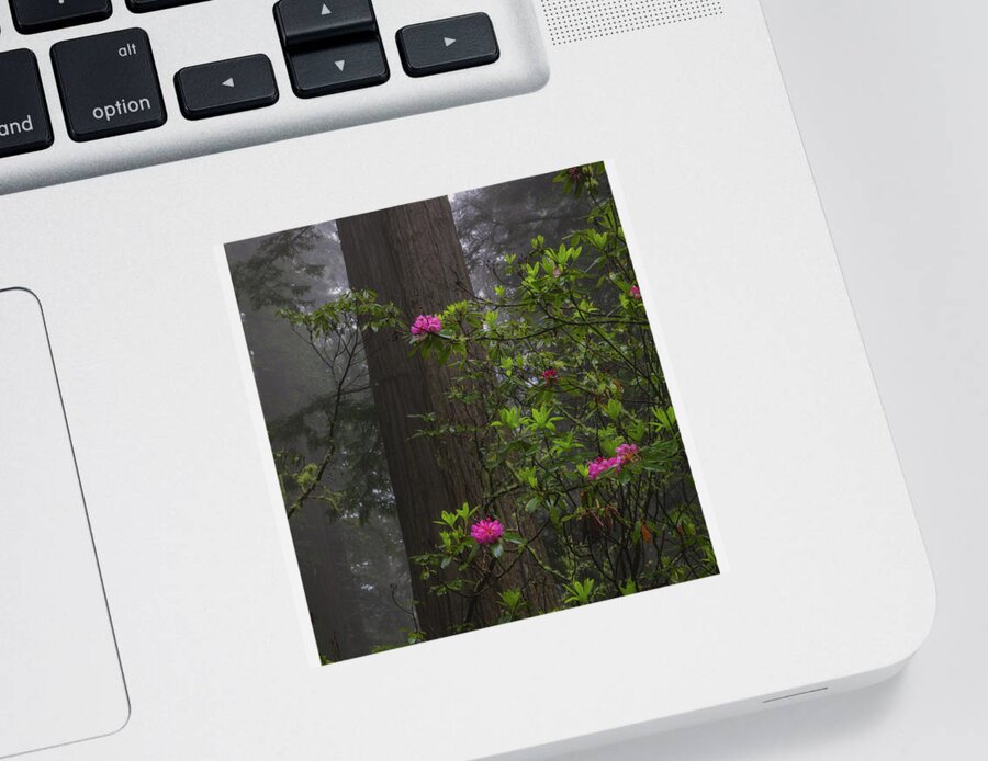 Botany Sticker featuring the photograph A Pop of Pink by Jason Roberts