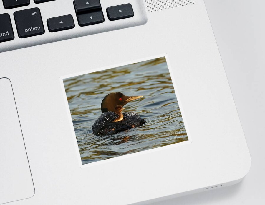 Loon Sticker featuring the photograph Mom and loon chick by Heather King