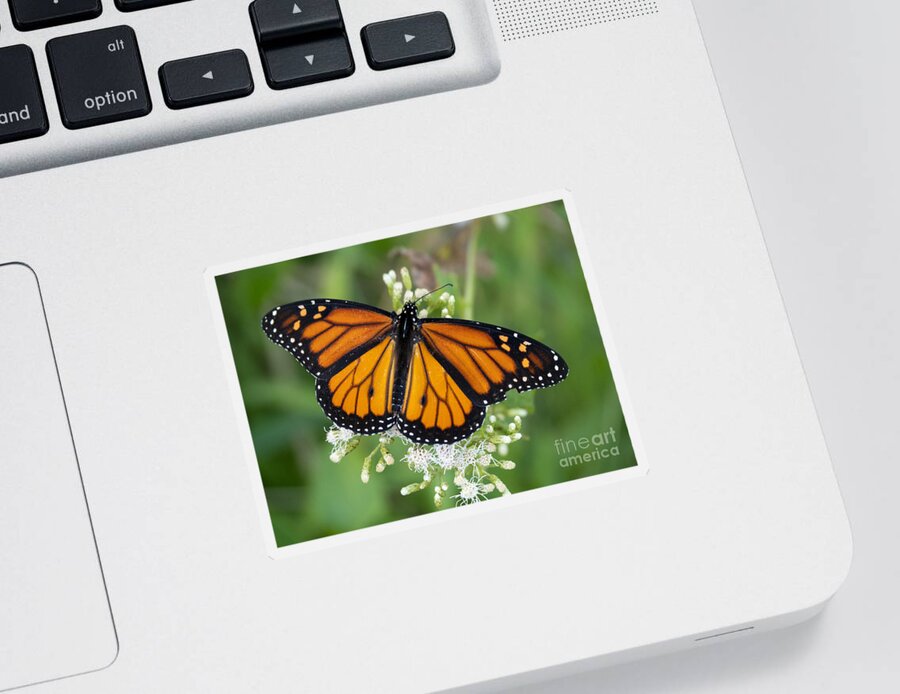 Butterfly Sticker featuring the photograph Monarch Butterfly at Circle B Bar Preserve in Lakeland Florida by L Bosco