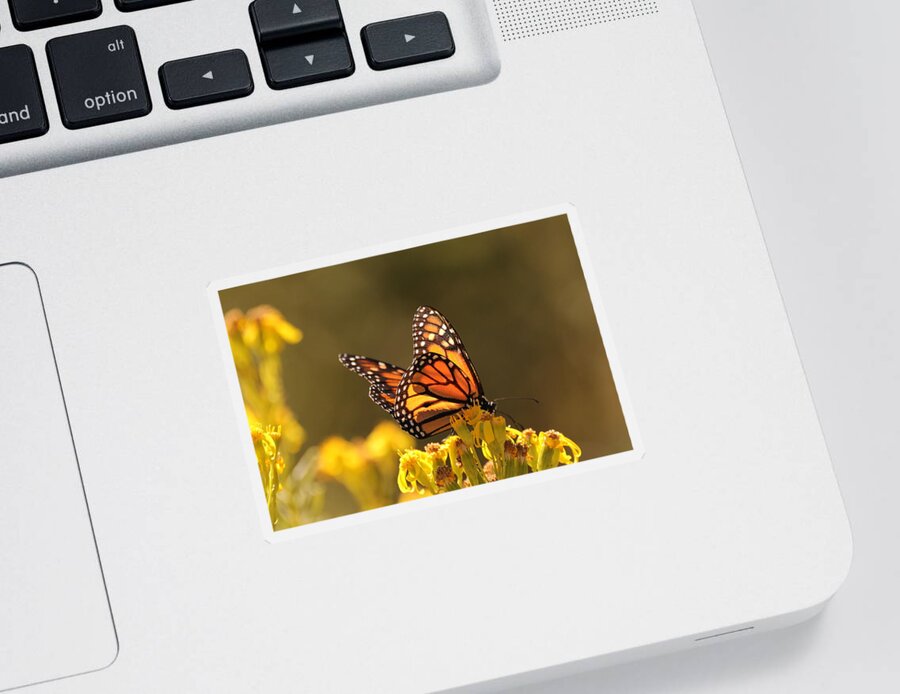  Sticker featuring the photograph monarch butterfly IV by Dr Janine Williams